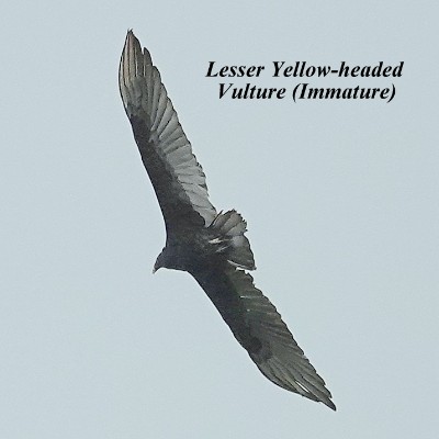 Lesser Yellow-headed Vulture